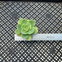 Load image into Gallery viewer, Echeveria ‘Lemon Rose’