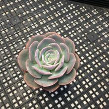 Load image into Gallery viewer, Echeveria cv ‘Camily’