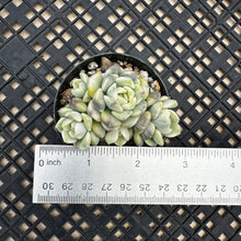 Load image into Gallery viewer, Echeveria Agavoides ‘Tinkerbell’ Variegated
