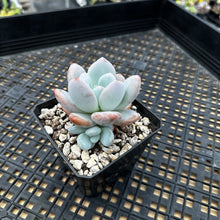 Load image into Gallery viewer, Pachyphytum x Laulindsayana sp hybrid