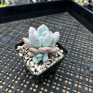 Pachyphytum x Laulindsayana sp hybrid