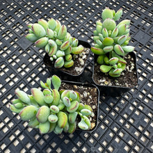Load image into Gallery viewer, Cotyledon pendens