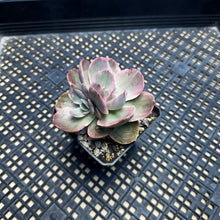 Load image into Gallery viewer, Echeveria ‘Rose Rock’ Variegated