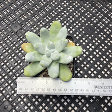 Load image into Gallery viewer, Dudleya pachyphytum (Cedros Island Liveforever)