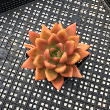 Load image into Gallery viewer, Graptoveria ‘Ruby Donna’