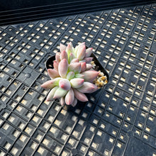 Load image into Gallery viewer, Crested Pachyphytum ‘Red Dragonfly’ aka Red Angel Fingers