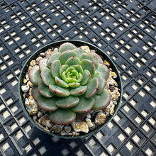 Load image into Gallery viewer, Echeveria ‘Sugar Baby’