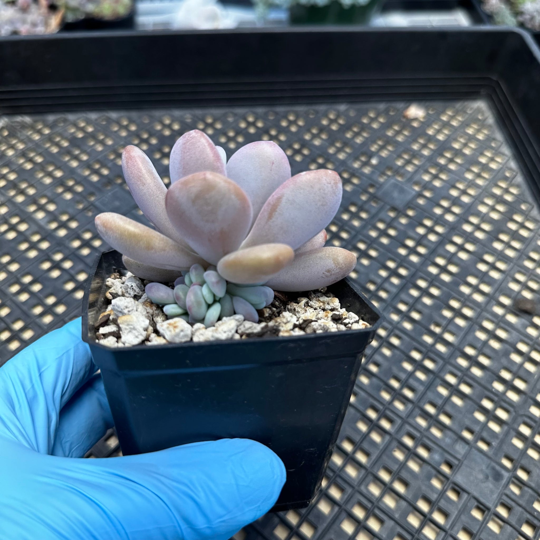 air magic succulents Graptoveria 'Laon' Air Magic hybrid (Echeveria Laui x Graptopetalum am – Chubby Leaf Succulents