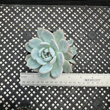 Load image into Gallery viewer, Echeveria ‘Orange Monroe’