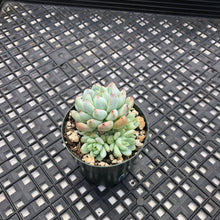 Load image into Gallery viewer, Echeveria ‘White Line’