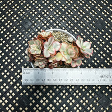 Load image into Gallery viewer, Echeveria ‘Suyon’ variegated