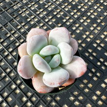 Load image into Gallery viewer, Pachyphytum x Laulindsayana sp hybrid