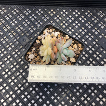 Load image into Gallery viewer, Echeveria ‘Orange Monroe’ Variegated