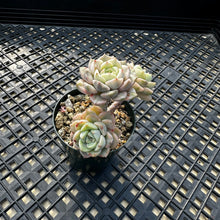 Load image into Gallery viewer, Echeveria Agavoides ‘Tinkerbell’ variegated