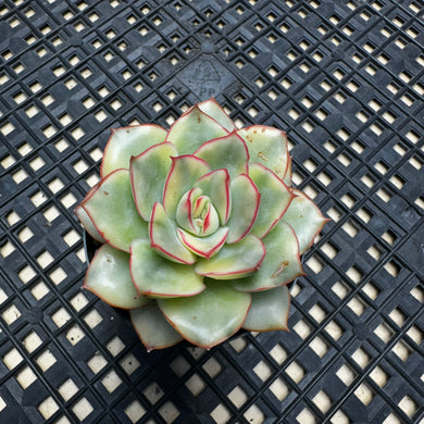 Echeveria ‘Esther’ Variegated