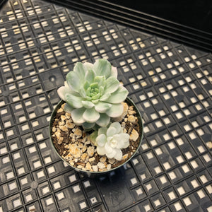 Echeveria Agavoides ‘Tinkerbell’ variegated