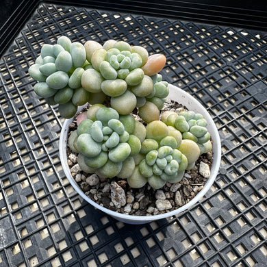 Sedum ‘Caviar’ Graptosedum ‘Caviar’