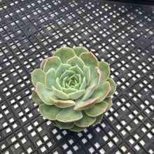 Load image into Gallery viewer, Echeveria cv ‘Onslow’