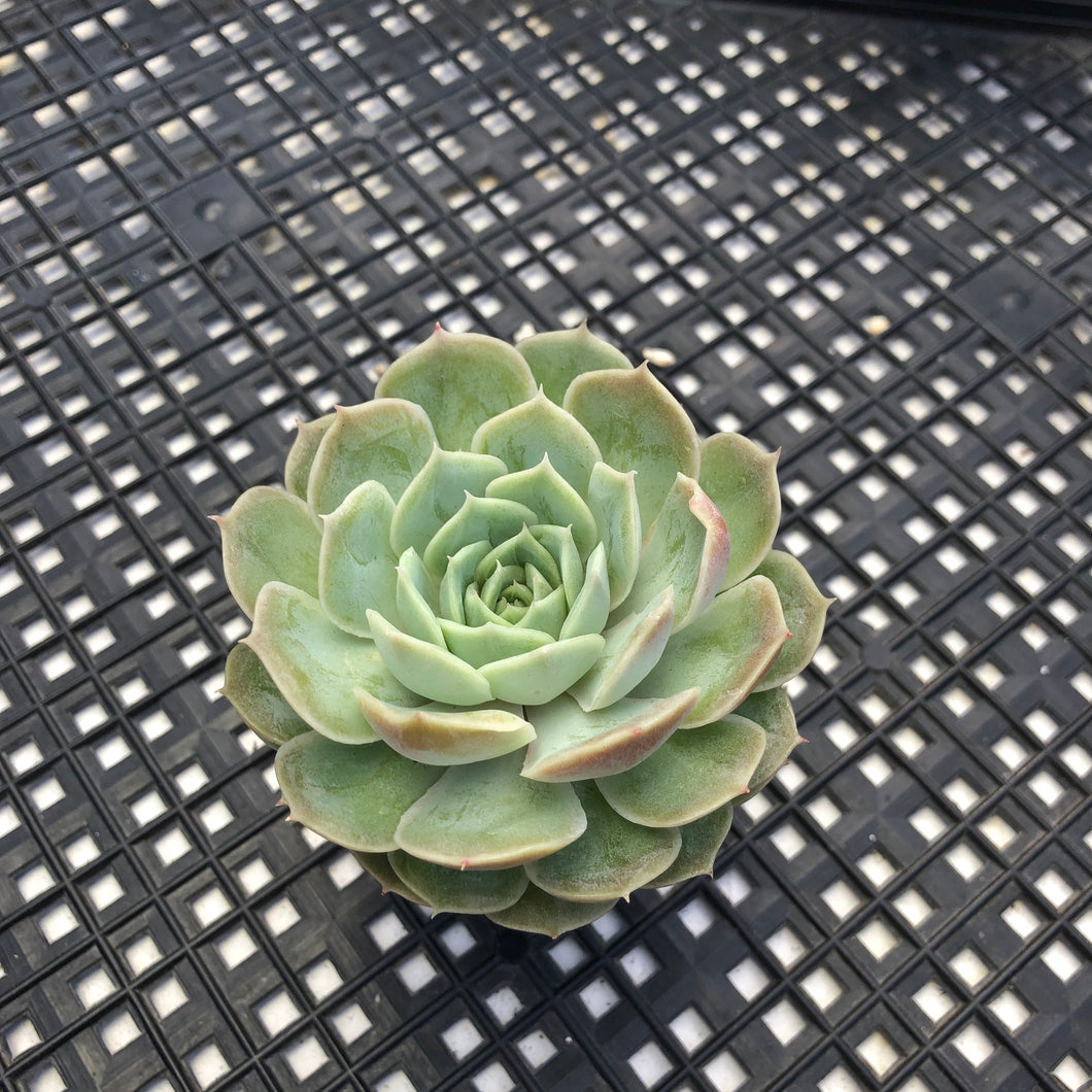 Echeveria cv ‘Onslow’