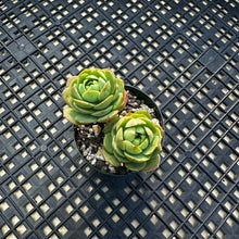Load image into Gallery viewer, Sedeveria ‘Green Rose’