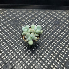 Load image into Gallery viewer, Pachyphytum sp
