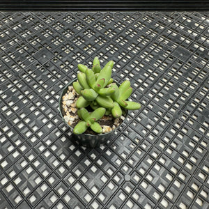 Crassula nudicaulis var. herrei