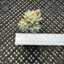 Load image into Gallery viewer, Echeveria ‘Crown Ball’