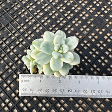 Load image into Gallery viewer, Sedum Clavatum Variegated