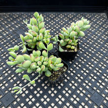 Load image into Gallery viewer, Cotyledon pendens