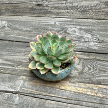 Load image into Gallery viewer, Echeveria ‘Esther’ Variegated w/planter