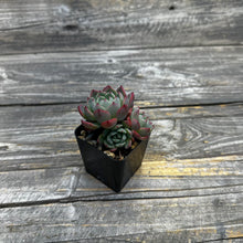 Load image into Gallery viewer, Echeveria Nanahukumini