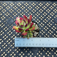 Load image into Gallery viewer, Echeveria ‘Minibelle’ Variegated