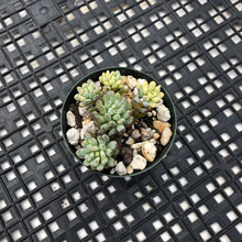 Load image into Gallery viewer, Gratopetalum Pachphyllum Variegated ‘Blue Beans’