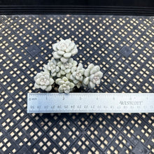 Load image into Gallery viewer, Graptopetalum mendozae Variegated