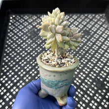 Load image into Gallery viewer, Pachyveria Pachyphytoides cristate crested planter combo