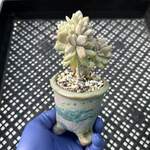 Pachyveria Pachyphytoides cristate crested planter combo