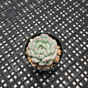 Echeveria ‘Viyant’