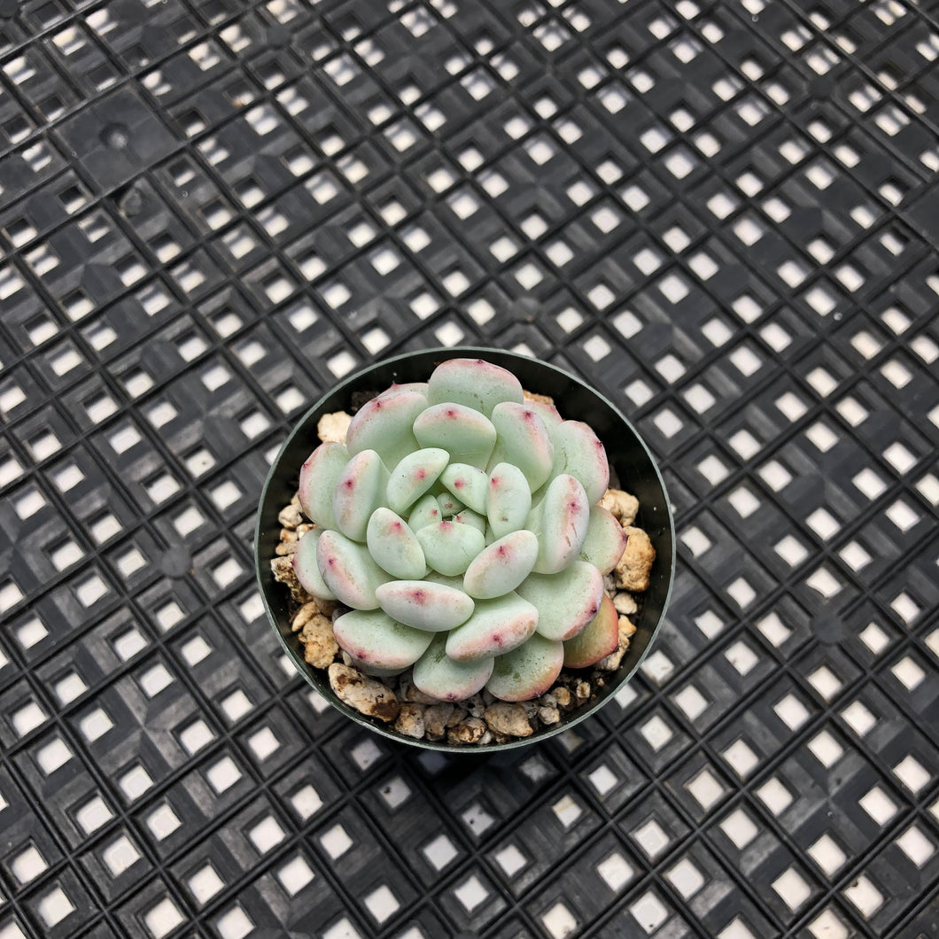 Echeveria ‘Viyant’