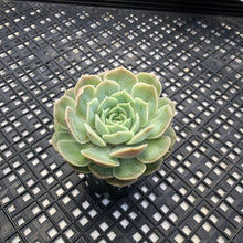Load image into Gallery viewer, Echeveria cv ‘Onslow’