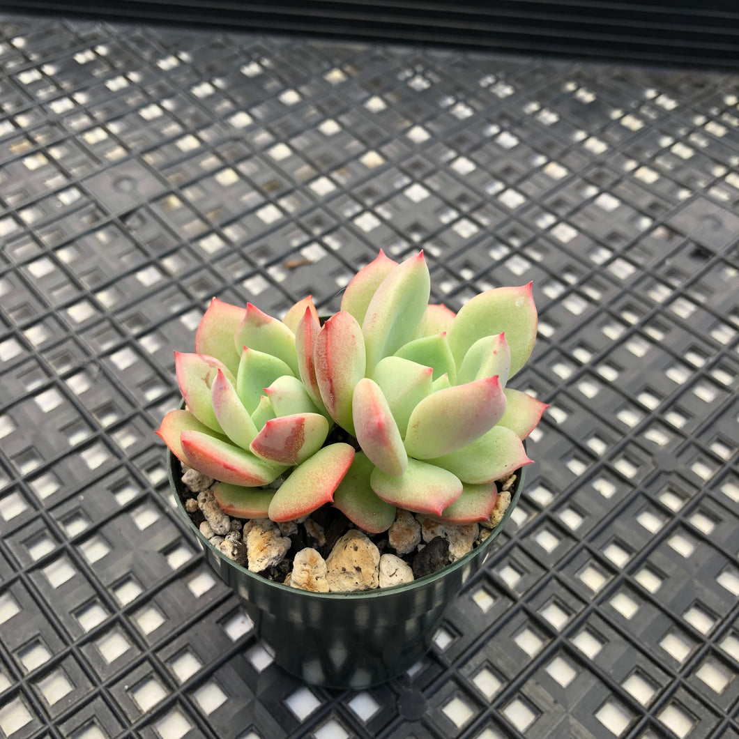 Echeveria ‘Shamong’