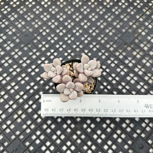 Gratopetalum ‘Ellen’