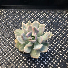 Load image into Gallery viewer, Pachyveria Pachyphytodies Variegated