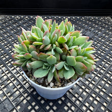Load image into Gallery viewer, Echeveria ‘Luella’ Crested