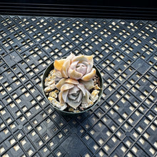 Load image into Gallery viewer, Sedeveria ‘Blue Lotus’