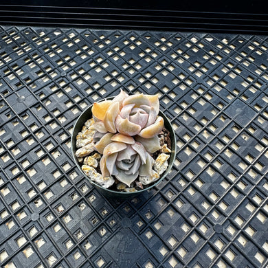 Sedeveria ‘Blue Lotus’
