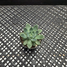 Load image into Gallery viewer, Echeveria sp.