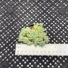 Load image into Gallery viewer, Sedum perezdelarosae