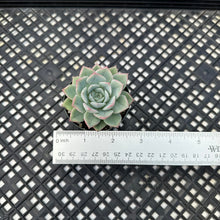 Load image into Gallery viewer, Echeveria ‘Alfred’ aka ‘Moon Fairy’