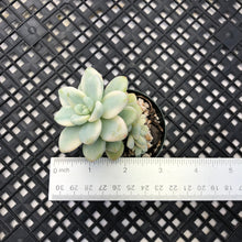 Load image into Gallery viewer, Sedum clavatum variegated