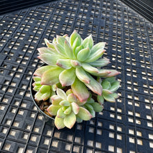 Load image into Gallery viewer, Sedeveria ‘Markus’ Variegated